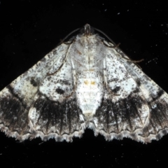 Gastrina cristaria at Ainslie, ACT - 8 Sep 2020