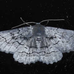 Melanodes anthracitaria (Black Geometrid) at Ainslie, ACT - 8 Sep 2020 by jbromilow50