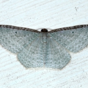 Poecilasthena pulchraria at Ainslie, ACT - 8 Sep 2020