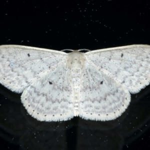 Scopula optivata at Ainslie, ACT - 8 Sep 2020