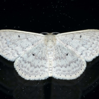 Scopula optivata (Varied Wave) at Ainslie, ACT - 8 Sep 2020 by jb2602