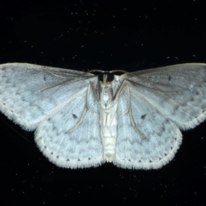 Scopula optivata at Ainslie, ACT - 8 Sep 2020