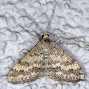 Scopula rubraria at Ainslie, ACT - 8 Sep 2020