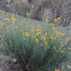 Chrysocephalum semipapposum (Clustered Everlasting) at Rob Roy Range - 31 Mar 2020 by michaelb