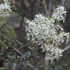 Bursaria spinosa (Native Blackthorn, Sweet Bursaria) at Rob Roy Range - 31 Mar 2020 by michaelb