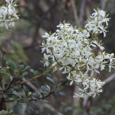 Bursaria spinosa (Native Blackthorn, Sweet Bursaria) at Banks, ACT - 31 Mar 2020 by MichaelBedingfield