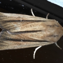 Leucania diatrecta (A Noctuid moth) at Ainslie, ACT - 8 Sep 2020 by jbromilow50