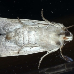 Leucania diatrecta at Ainslie, ACT - 8 Sep 2020