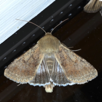 Helicoverpa (genus) (A bollworm) at Ainslie, ACT - 8 Sep 2020 by jb2602