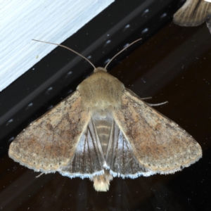 Helicoverpa (genus) at Ainslie, ACT - 8 Sep 2020