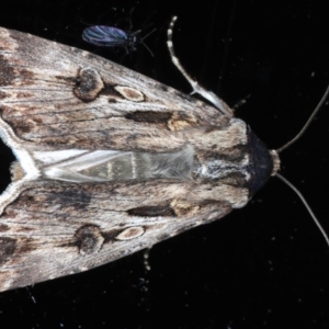 Agrotis munda at Ainslie, ACT - 8 Sep 2020