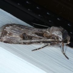 Agrotis munda at Ainslie, ACT - 8 Sep 2020