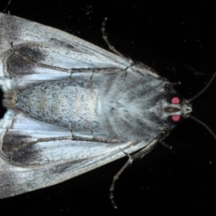 Agrotis munda at Ainslie, ACT - 8 Sep 2020