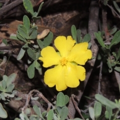 Hibbertia obtusifolia (Grey Guinea-flower) at Tuggeranong DC, ACT - 31 Mar 2020 by michaelb