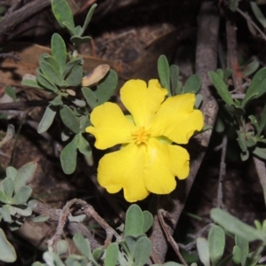 Hibbertia obtusifolia at Tuggeranong DC, ACT - 31 Mar 2020