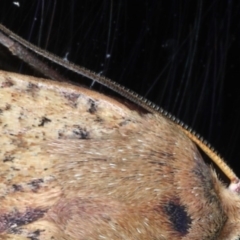 Diarsia intermixta (Chevron Cutworm, Orange Peel Moth.) at Ainslie, ACT - 8 Sep 2020 by jbromilow50