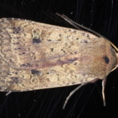 Diarsia intermixta at Ainslie, ACT - 8 Sep 2020