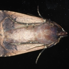 Diarsia intermixta at Ainslie, ACT - 8 Sep 2020