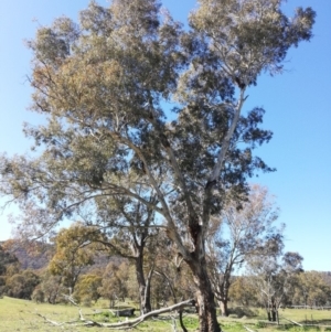 Eucalyptus melliodora at Watson, ACT - 30 Aug 2020