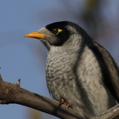 Manorina melanocephala (Noisy Miner) at Ainslie, ACT - 8 Sep 2020 by jbromilow50