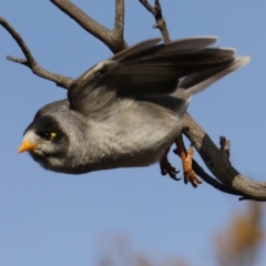 Manorina melanocephala at Ainslie, ACT - 8 Sep 2020