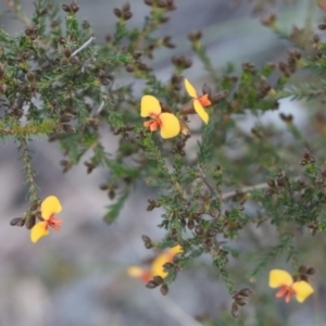 Dillwynia retorta at Gundaroo, NSW - 8 Sep 2020 04:34 PM