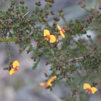 Dillwynia retorta (Heathy Parrot-Pea) at Gundaroo, NSW - 8 Sep 2020 by Gunyijan