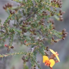 Dillwynia retorta at Gundaroo, NSW - 8 Sep 2020