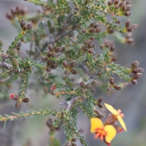 Dillwynia retorta at Gundaroo, NSW - 8 Sep 2020