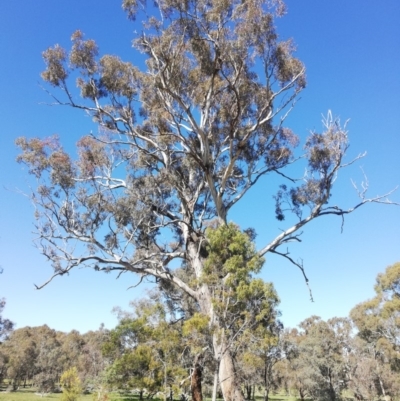 Eucalyptus melliodora (Yellow Box) at Watson, ACT - 30 Aug 2020 by EcolCara37