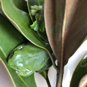 Litoria caerulea at Ainslie, ACT - 10 Sep 2020