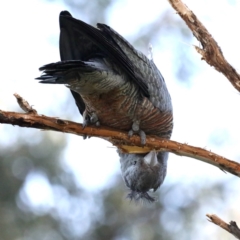 Callocephalon fimbriatum (Gang-gang Cockatoo) at Mount Ainslie - 8 Sep 2020 by jbromilow50