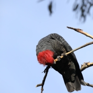 Callocephalon fimbriatum at Ainslie, ACT - 8 Sep 2020