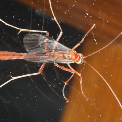 Enicospilus CNM sp1 (An Ophioninae Wasp) at Ainslie, ACT - 8 Sep 2020 by jb2602