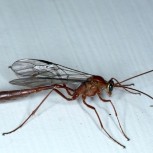 Enicospilus CNM sp1 at Ainslie, ACT - 8 Sep 2020