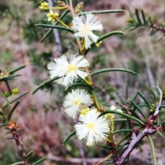 Acacia genistifolia (Early Wattle) at O'Connor, ACT - 9 Sep 2020 by RWPurdie