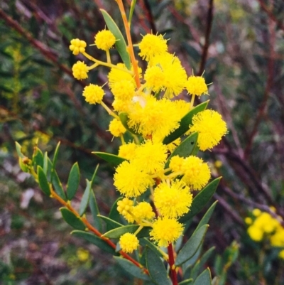 Acacia buxifolia subsp. buxifolia (Box-leaf Wattle) at Dryandra St Woodland - 8 Sep 2020 by RWPurdie