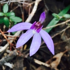 Cyanicula caerulea (Blue Fingers, Blue Fairies) at Dryandra St Woodland - 8 Sep 2020 by RWPurdie