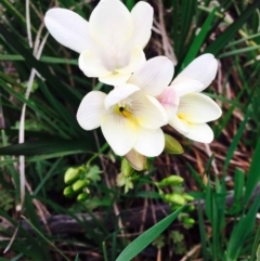 Freesia leichtlinii subsp. leichtlinii x Freesia leichtlinii subsp. alba (Freesia) at Dryandra St Woodland - 8 Sep 2020 by RWPurdie