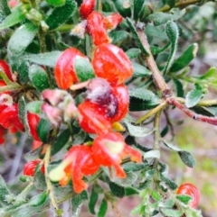 Grevillea alpina (Mountain Grevillea / Cat's Claws Grevillea) at O'Connor, ACT - 9 Sep 2020 by RWPurdie