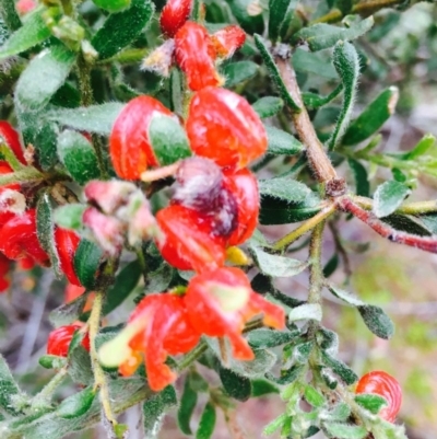 Grevillea alpina (Mountain Grevillea / Cat's Claws Grevillea) at O'Connor, ACT - 9 Sep 2020 by RWPurdie