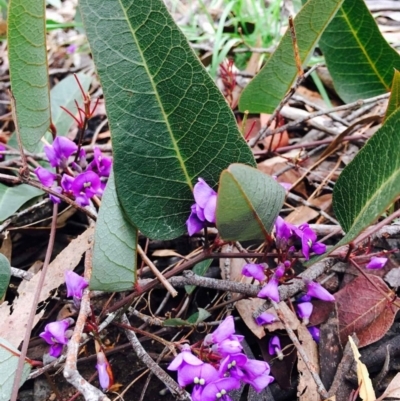 Hardenbergia violacea (False Sarsaparilla) at O'Connor, ACT - 9 Sep 2020 by RWPurdie
