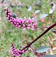 Indigofera australis subsp. australis (Australian Indigo) at O'Connor, ACT - 9 Sep 2020 by RWPurdie