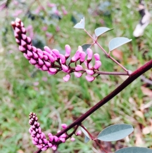 Indigofera australis subsp. australis at O'Connor, ACT - 9 Sep 2020