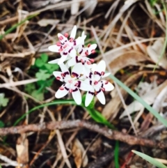 Wurmbea dioica subsp. dioica (Early Nancy) at O'Connor, ACT - 8 Sep 2020 by RWPurdie