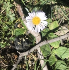 Brachyscome sp. (Cut-leaf Daisy) at Mount Clear, ACT - 10 Sep 2020 by BrianH