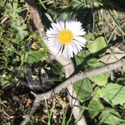 Brachyscome sp. (Cut-leaf Daisy) at Mount Clear, ACT - 10 Sep 2020 by BrianH