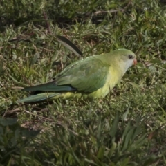 Polytelis swainsonii (Superb Parrot) at Higgins, ACT - 10 Sep 2020 by AlisonMilton