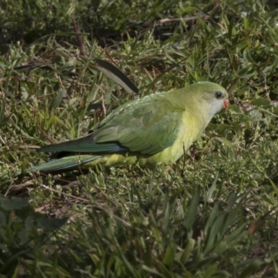 Polytelis swainsonii (Superb Parrot) at Higgins, ACT - 9 Sep 2020 by Alison Milton