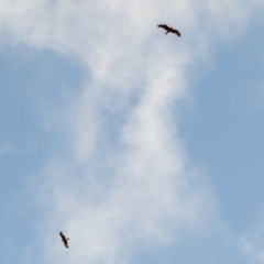 Hieraaetus morphnoides (Little Eagle) at Black Mountain - 9 Sep 2020 by ajc